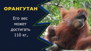 В МИРЕ ЖИВОТНЫХ! ОРАНГУТАН! Где живёт орангутан? Зоопарк. Интересные факты! Orangutan. Animal. ZOO.