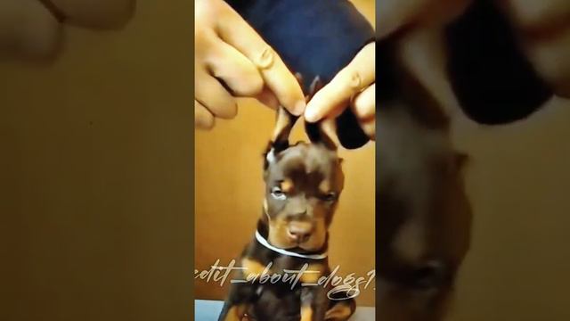 Эдит Доберман 🐾 смотреть онлайн