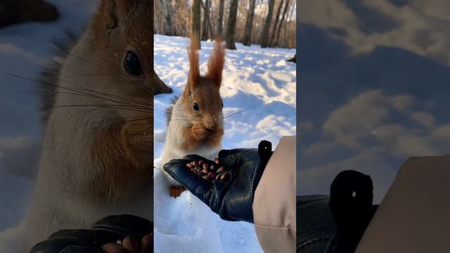 Белка закапывает орехи в снег #белка #squirrel