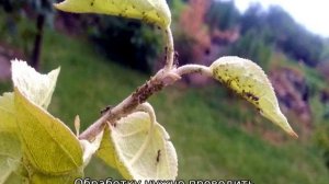 Муравьи на груше — что делать