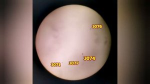 Observing Sunspots By Questar 3.5 Inch Maksutov Telescope And On White Bean Tree Logs