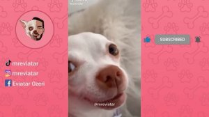 mreviatar TikTok - Niki the angry chihuahua dog Part 5