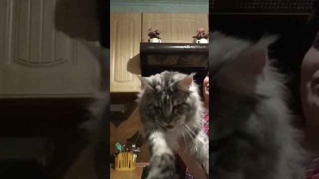 Большие кошки Мейн Кун 1 год мы в инстаграм @mainecoon_riverside мы в ВК @riversideprid есть котята