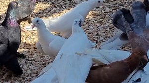 Бакинские широкохвостые🕊 голуби🕊 8918 738 94 03