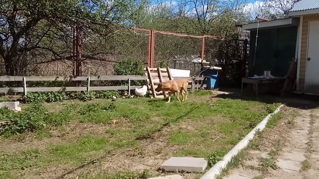 Курица охраняет цыплят смотреть онлайн