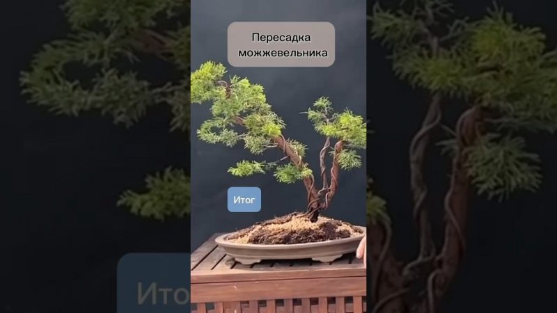 Пересадка можжевельника. Итог
