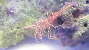 Креветка верблюд ( Rhynchocinetes durbanensis )