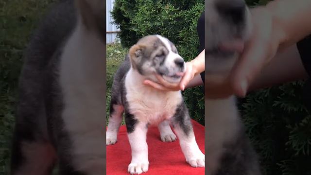 САО АЛАБАЙ СЫН МАРШАЛА И БУХАРЫ , МАТУРХАНА ,ЦЕЗАРЯ , БУЛЬДОЗЕРА ,ЯРСА , ПРАВНУК! смотреть онлайн