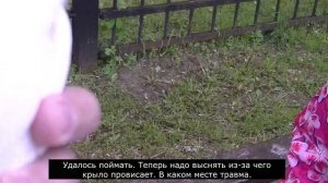 Белый голубь,у которого провисает крыло. Подольск, Кутузово, Пруд Июнь 2023