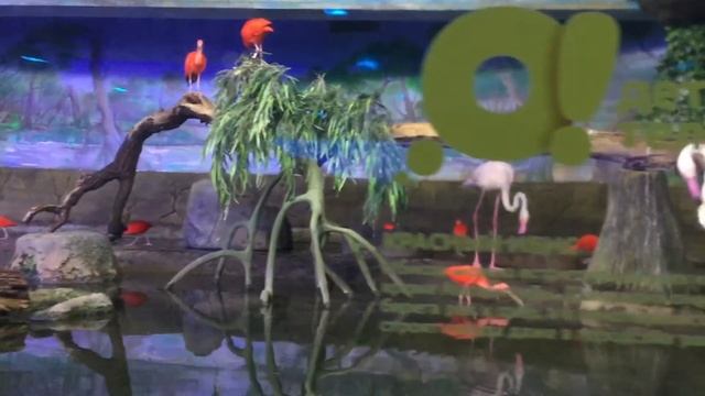 КРОКУС СИТИ ОКЕАНАРИУМ. ЭКСПОЗИЦИЯ «РЕКИ И ОЗЁРА». Фламинго. Красный ибис. Красногорск. 5.07.2021г. смотреть онлайн