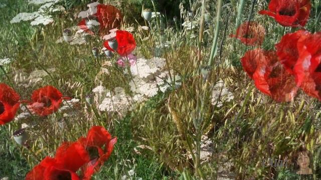 Маки, маки, красные маки смотреть онлайн