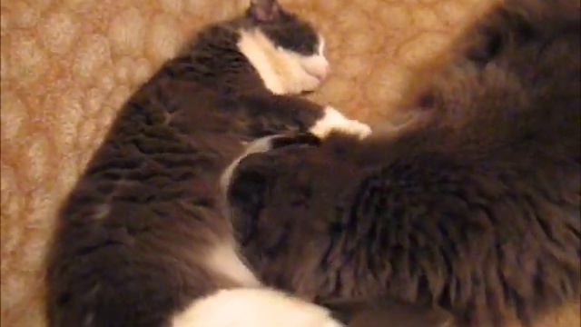 Олег Мартынов песня про кота Мишку 2011 смотреть онлайн