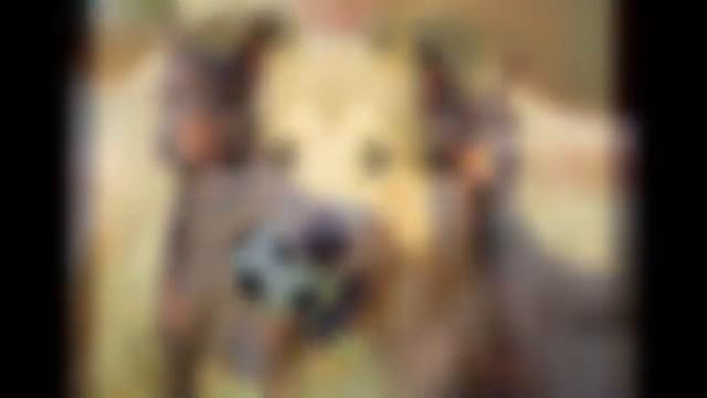 Рейтинг ТОП - 10 самых умных пород собак! смотреть онлайн