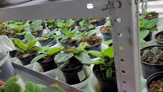 Мордатые сеянцы и малипуськи 8дней отроду обзор стеллажей и цветущих глоксиний о светильниках 25.02 смотреть онлайн
