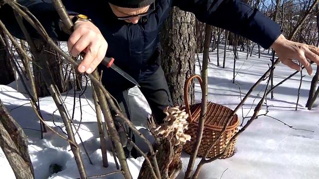 Вешенка гриб весенний