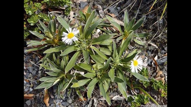 ЦЕЛМИСИЯ  (CELMISIA)  сем. Астровые смотреть онлайн