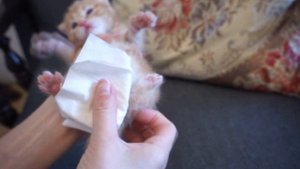 А как писяют и какают новорожденные котята?