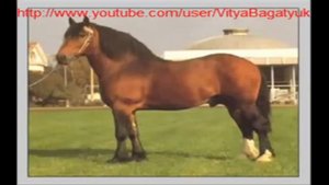 7 самых красивых пород лошадей-тяжеловозы
