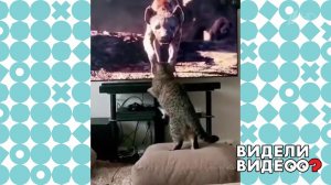 Кот встал на защиту львенка. Видели видео? Фрагмент выпуска от 11.05.2020