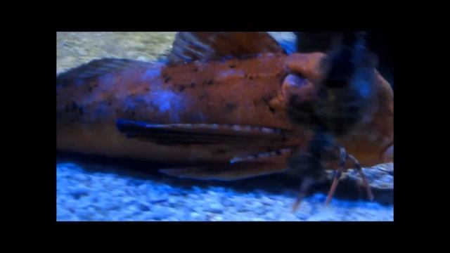 рыба с ножками