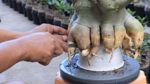 Adenium Arabicum  REPOTTING, PRUNING,  ROOTS SELECTION & REPLACEMENT OF PLANTING MEDIA Desert Rose