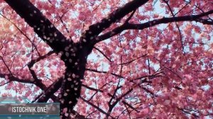 Прорыв к Близнецовому Пламени | Медитация