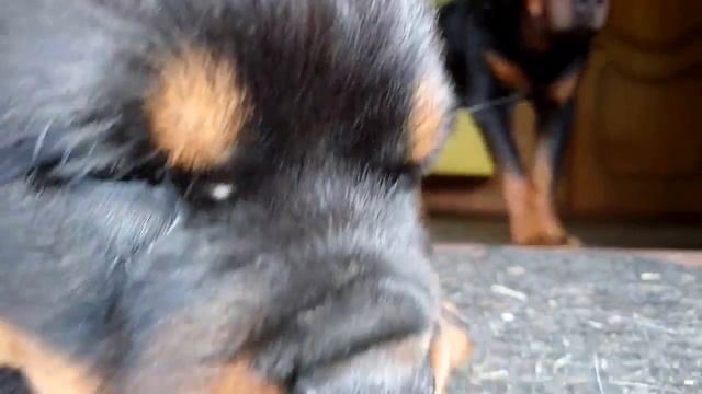 МАЛЕНЬКИЙ РОТВЕЙЛЕР ДЮША.ДЕНЬ ВТОРОЙ.воспитание и дрессировка собаки смотреть онлайн