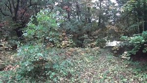 Быстро добыт трофей. Охота на утку с подхода ТОЗ-34