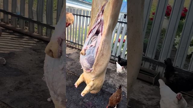 Фрагмент разделки 5 свиней ножом 110х18ш рабочий инструмент смотреть онлайн