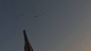 Охота на гусей 2023. С подсадными гусями.