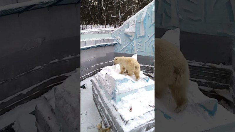 Герда с канистрой на айсберге 26.12.2023