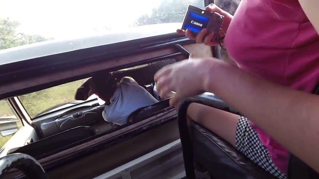 Нападение слона на сафари Шри-Ланка смотреть онлайн