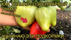 Полная схема подкормок томатов в июле.