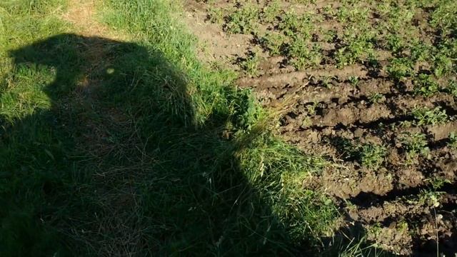 ОКУЧИВАНИЕ КАРТОФЕЛЯ ТРАКТОРОМ Т-25,СЕЗОН 2019/TURNING POTATOES BY TRACTOR T-25 смотреть онлайн