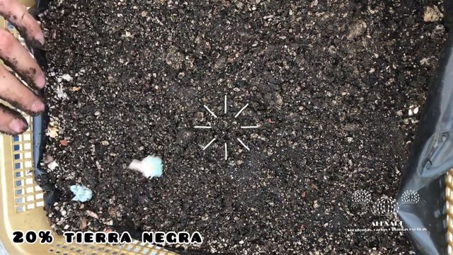 Como hacer trasplante de suculentas a partir de hojas de Echeveria runyonii смотреть онлайн