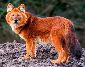 Краснокнижное животное - Красный волк