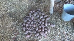 Картофель сорта Ред Скарлет: от посылки, до сбора урожая.