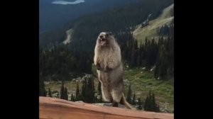 Крик суслика