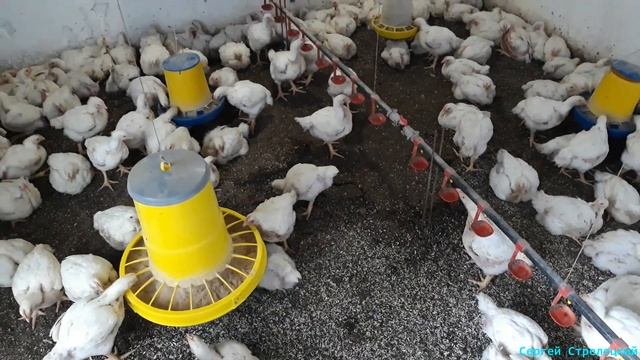 Уборка у бройлеров! Кормушки, нюансы! смотреть онлайн