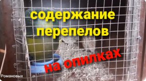 Содержание перепелов на опилках