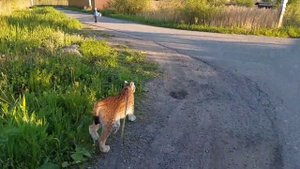 Прогулка Рыси С Ребёнком