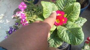 28.How to grow and care primula plant and winter flowers