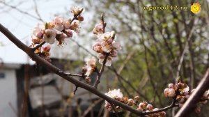 Абрикос не выпревает! Посадка абрикоса в короб и в яму