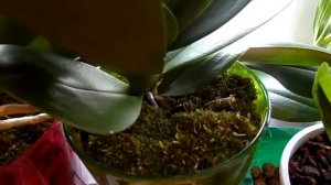 Лесной мох из подмосковья ! Мини обзор орхидей!