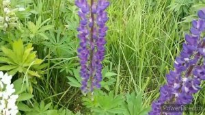 5 правил пленэра ! Пленэр, живопись на природе!