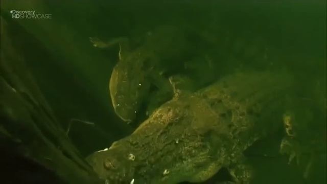 Дикая природа Австралии. Самые опасные животные Австралии