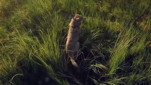 Волки   красивые и удивительные животные