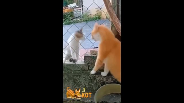 забавные котики - сражённый красотой смотреть онлайн