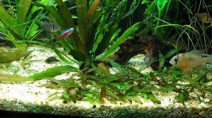 Апистограммы Агассица, Борелли и какаду