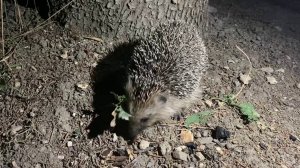 Крым. Ёжики в Канаке на боятся людей. Потому что их не обижают здесь.